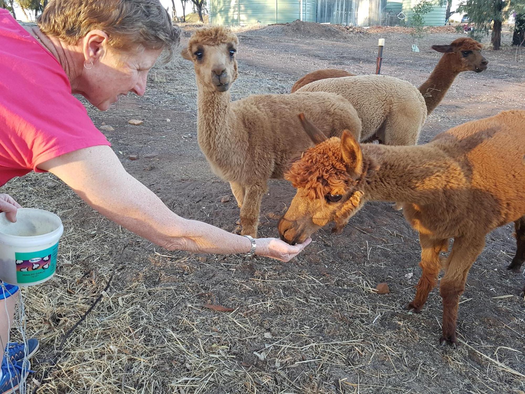 Pecan Hill Bnb Toodyay Luaran gambar